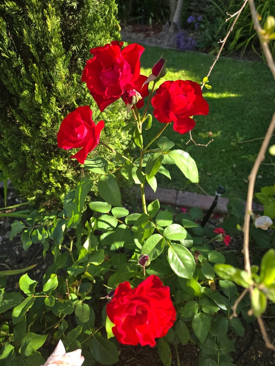 3 Bedroom Property for Sale in Wellington North Western Cape